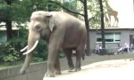 Lustiges Video : Elefanten-Joker
