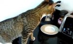 Lustiges Video : Katze und ihr Frühstücksproblem