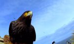 Lustiges Video : Egg Cam Capture