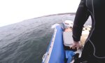 Lustiges Video : Mit Schlauchboot in Hai-Gewässern
