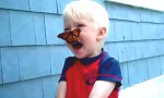 Lustiges Video : Schmetterlings-Attacke