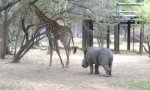 Lustiges Video : Nashorn vs Giraffe