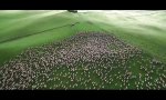 Funny Video : Herdenbewegung