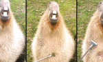 Lustiges Video : In den Capybara-Himmel gekratzt