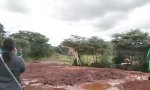 Lustiges Video : Kleine Giraffe kennt keine Grenzen