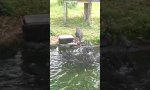 Black Swan füttert Kois