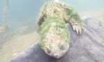 Lustiges Video : Uralte Schnappschildkröte sagt Hallo