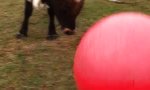 Lustiges Video - Zwei Tonnen Bulle und der Yogaball