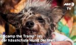 Lustiges Video : Der hässlichste Hund der Welt
