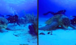 Funny Video : Monster-Schildkröte