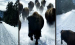 Movie : Yellowstone Mini-Stampede