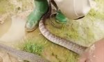 Lustiges Video : Einfach mal gemütlich schlangeln gehn