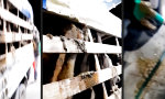 Lustiges Video : Aktiver Protest gegen Tiertransporte