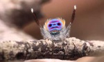 Movie : Village Spider