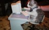 Fun Pic - Donnerstag PicDump No42 - 87