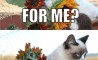 Fun Pic - Donnerstags Fun PicDump #79 - 121