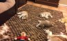 Fun Pic - Donnerstags Fun PicDump #131 - 70
