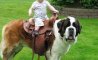 Fun Pic - Donnerstags Fun PicDump #165 - 119