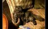 Fun Pic - Donnerstags Fun PicDump #182 - 111