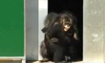 Movie : Labor-Schimpansen in Freiheit entlassen