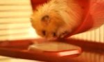 Lustiges Video - Müder Hamster