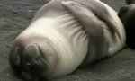 Lustiges Video - Kuschelpartie mit Seehunden