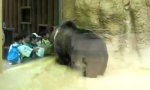 Funny Video : Gangsta Bär