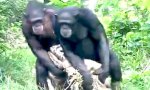 Schimpansen im Gleichschritt
