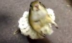 Hamster Ballerina