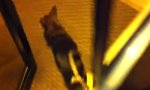 Funny Video : Im Handstand pinkelnder Hund