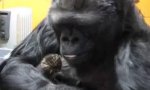 Koko und die Babykätzchen