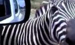 Zebra mit einer Meinung