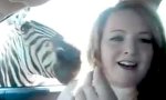 Lustiges Video : Zebras knabbern gern