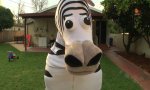 Dope Zebra