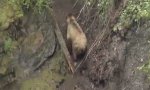 Lustiges Video : Kackt der Bär in den Wald?