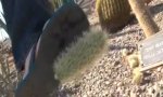 Lustiges Video : Angriff des Teddybär Kaktus
