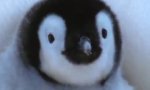 Lustiges Video : Pinguins erste Schritte