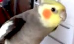 Lustiges Video : Dubstep Beatbox Papagei