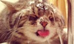 Donnerstags Fun PicDump #94