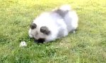 Lustiges Video - Wollknäuel vs Pusteblume
