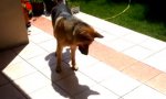 Funny Video : Hund vs Schatten