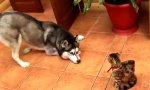 Funny Video : Husky sucht Pussyfreundin