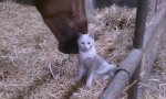 Funny Video : Kitty und ihr Pferdekuss