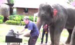 Movie : Peter der Bar-Pianist-Elefant