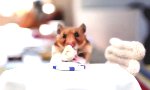 Hamster hamstern Mini-Burritos