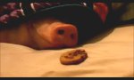 Movie : Schweinisches Weckmanöver
