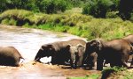 Funny Video : Elefantenbaby und seine große Prüfung
