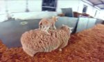 Lustiges Video : Sheep Surfing