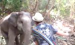 Elefant mit Groove