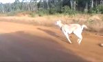 Lustiges Video : Australisches Ziegen-Workout